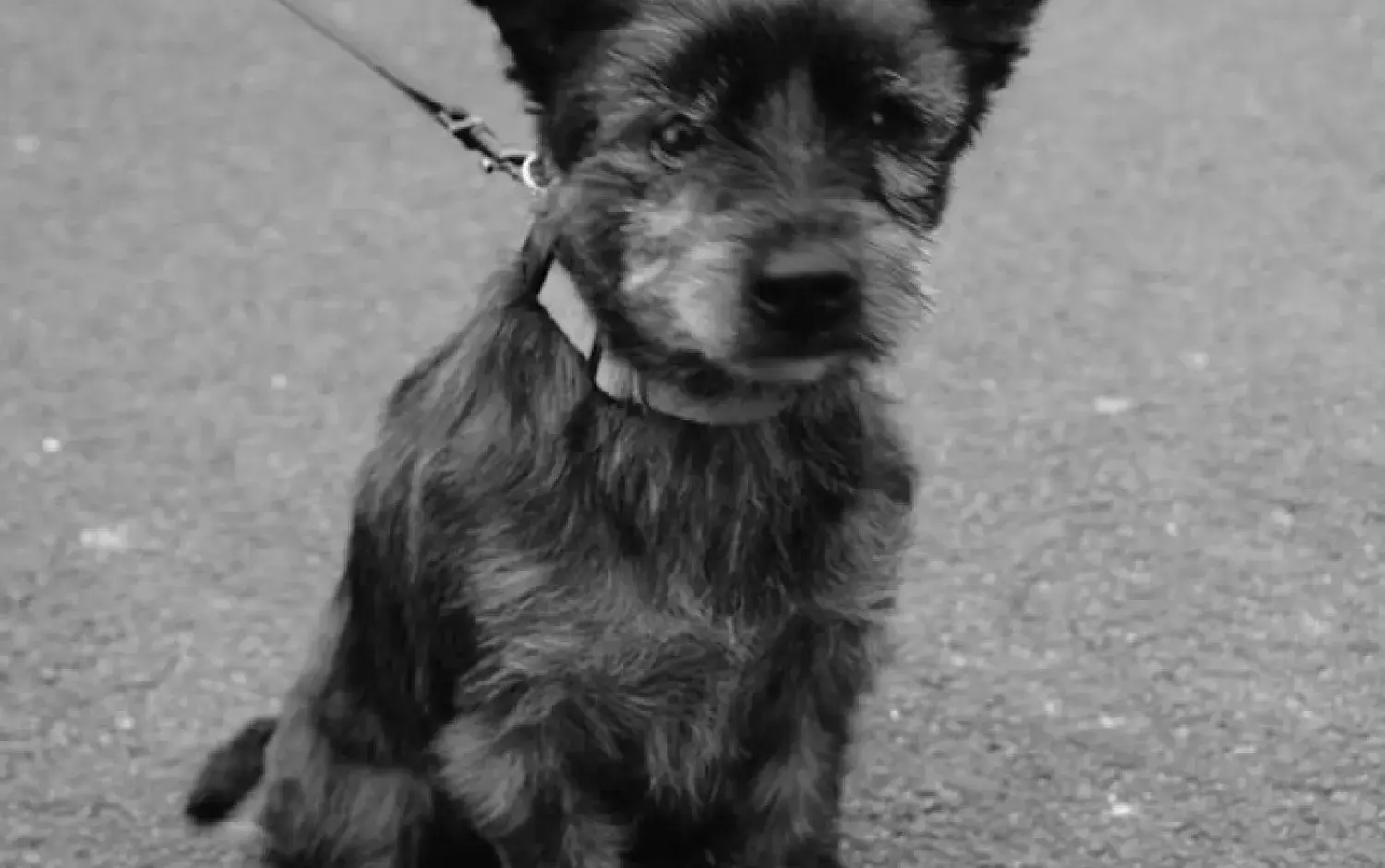 Black and white photo of a small scruffy dog with a collar and taut leash, sitting on a paved surface.
