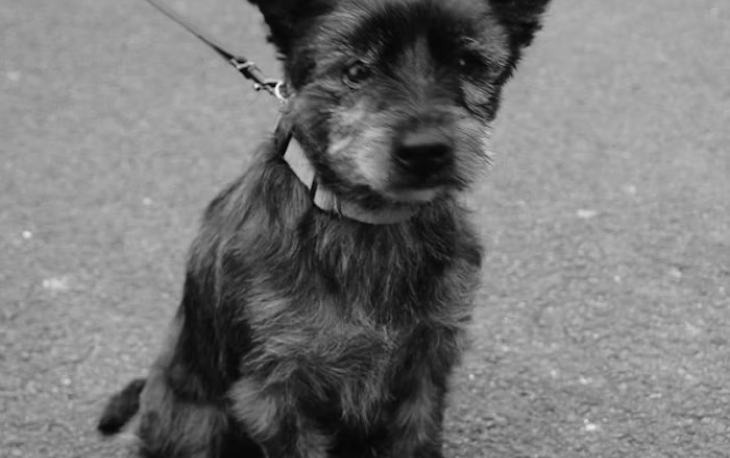 Black and white photo of a small scruffy dog with a collar and taut leash, sitting on a paved surface.